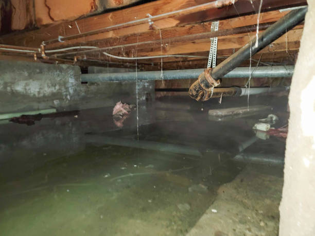 Best Water damage contractors near me  in Carter Lake, IA