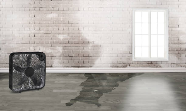 Best Basement water damage restoration  in Carter Lake, IA